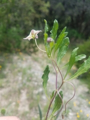 Chamaesaracha edwardsiana