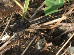 Leucorrhinia intacta