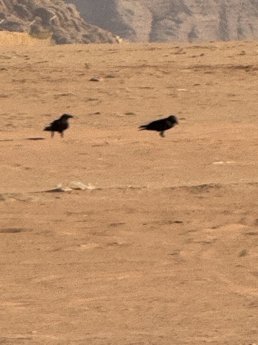Brown-necked Raven