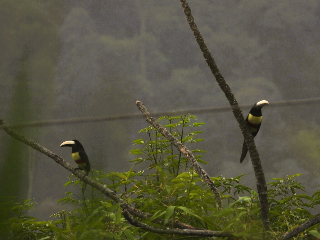 Black-necked Araçari