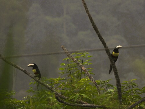 Black-necked Araçari