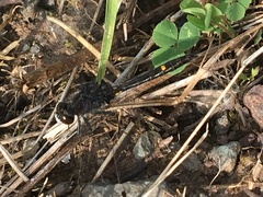 Leucorrhinia intacta