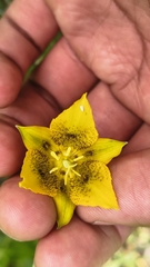 Calochortus barbatus