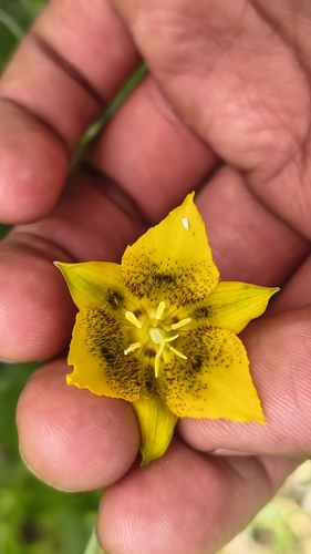 Calochortus barbatus, photograph 2
