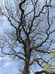 Diospyros virginiana