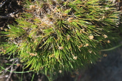 Psammotropha myriantha