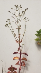 Crassulaceae