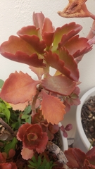 Crassulaceae