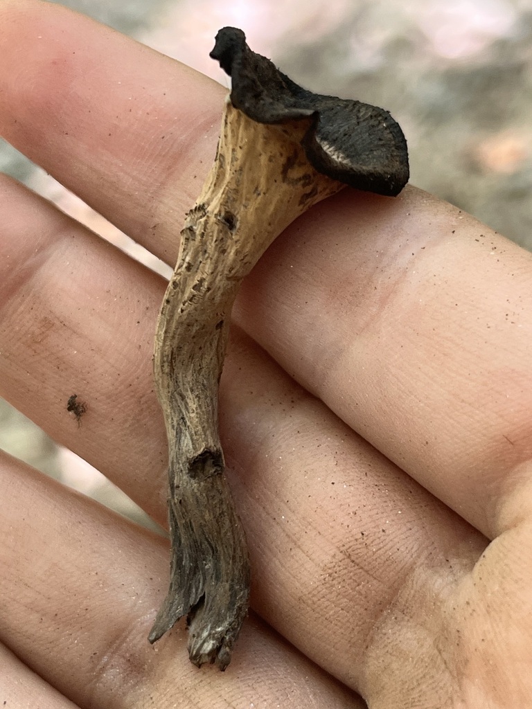 Eastern Black Trumpet · July 2026 · photo: Photo: (c) Mila C., some rights reserved (CC BY) · iNaturalist