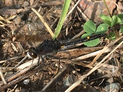 Leucorrhinia intacta