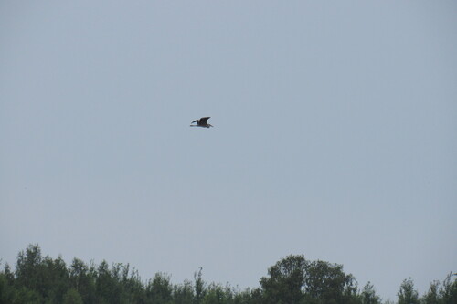 iNaturalist image