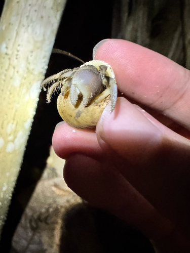 Purple Hermit Crab