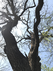 Diospyros virginiana