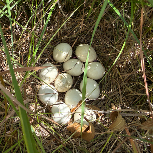 iNaturalist image
