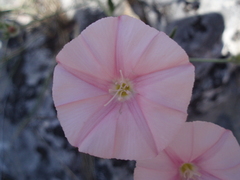 Convolvulus cantabrica