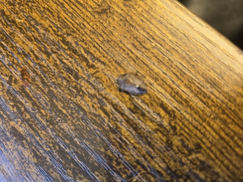 iNaturalist observation photo of Muddy Stink Bug
