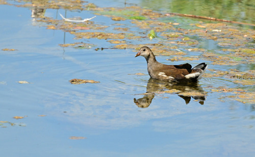 iNaturalist: (c) stellardetail, some rights reserved (CC BY-NC) iNaturalist image