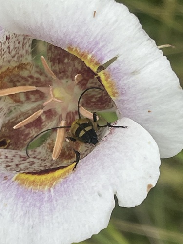 iNaturalist observation photo of Lepturini