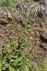 Salvia stenophylla