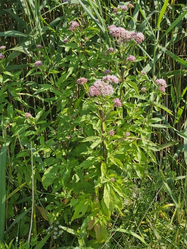 hemp agrimony