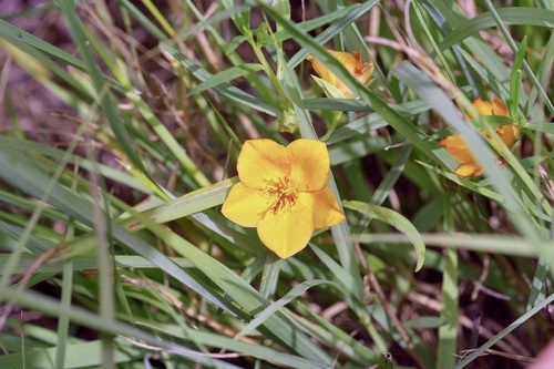 Orange Flameflower