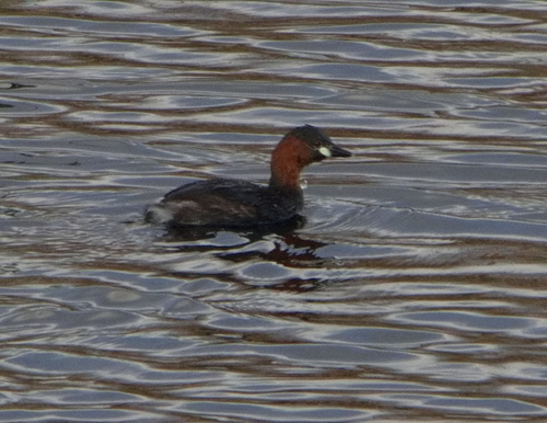 iNaturalist image