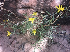 Heterotheca polothrix