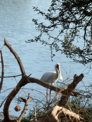 iNaturalist image