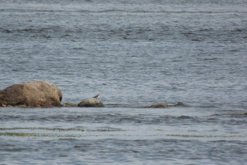 iNaturalist image