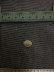 Pilosabia trigona