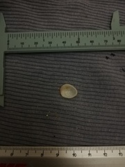 Pilosabia trigona