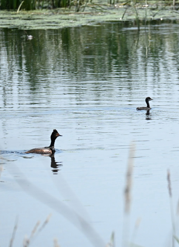 iNaturalist image