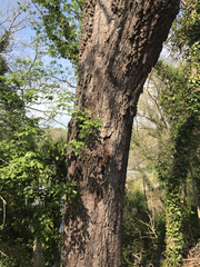 Diospyros virginiana
