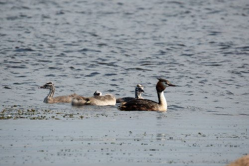 iNaturalist image