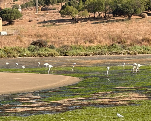 iNaturalist image