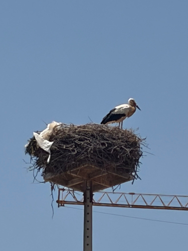 iNaturalist image