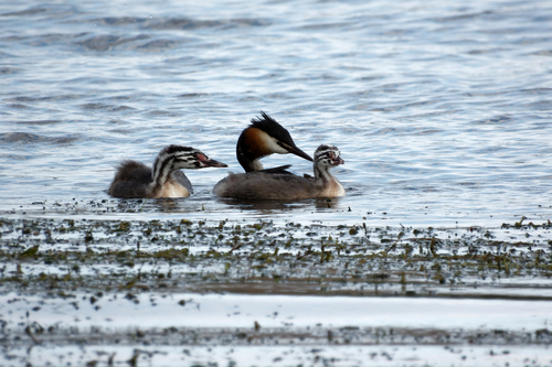iNaturalist image