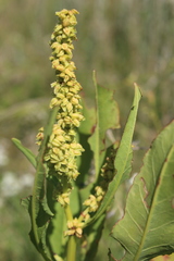 Rumex lanceolatus