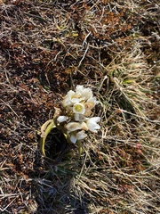 Gentianella corymbifera, photograph author not stated, no rights reserved