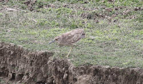 iNaturalist image