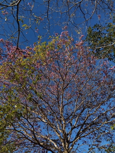 pink ipê