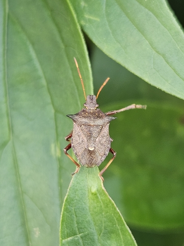 Spiny Shield Bug