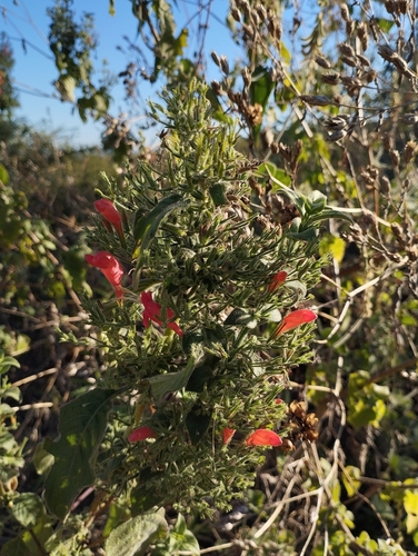 Ruellia asperula