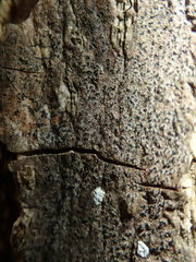 Pseudoschismatomma rufescens