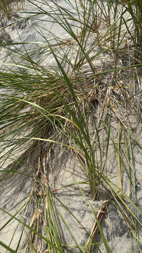 American marram grass
