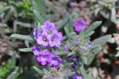Nama lobbii, photograph Steve Woodward, CC0, iNaturalist via GBIF