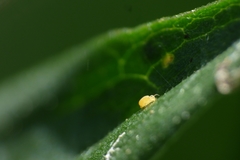 Deuterosminthurus pallipes