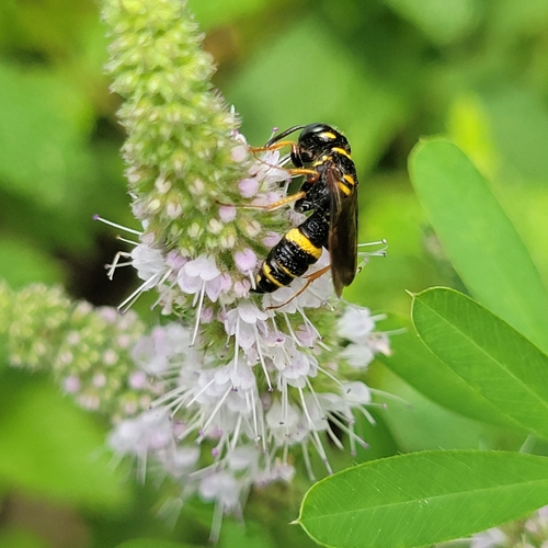 Hump-backed Beewolf