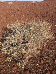 Leucosphaera bainesii