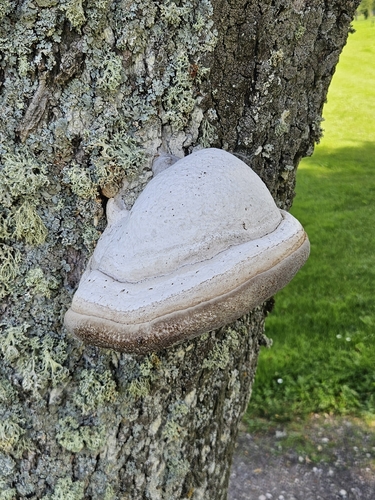 Hoof Fungus
